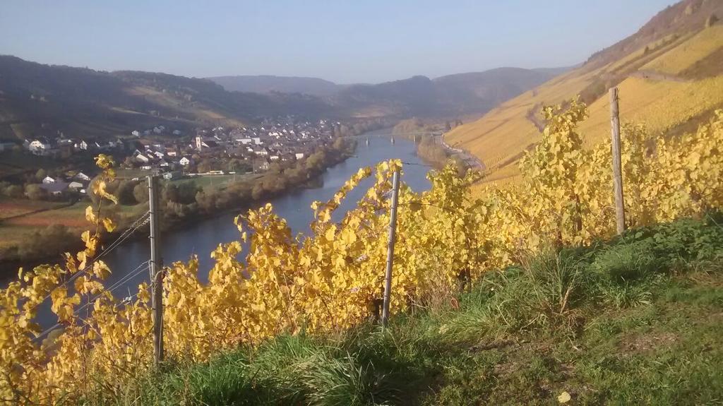 Weingut Matthias Dauns Lägenhet Reil Exteriör bild