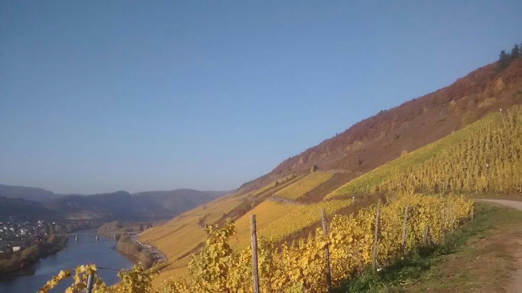 Weingut Matthias Dauns Lägenhet Reil Exteriör bild