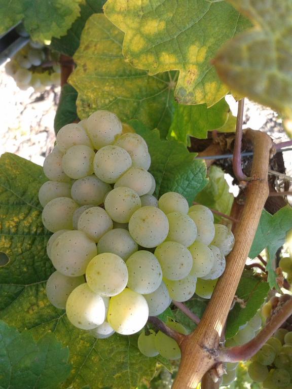 Weingut Matthias Dauns Lägenhet Reil Exteriör bild