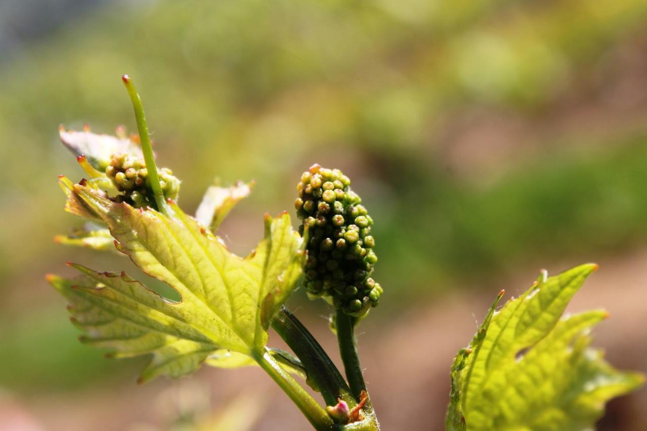 Weingut Matthias Dauns Lägenhet Reil Exteriör bild